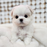 Cucciolo di maltese con pedigree