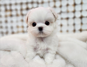 Cucciolo di maltese con pedigree