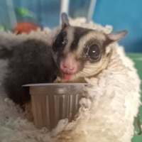 Coppia di petauri dello zucchero