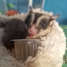 Coppia di petauri dello zucchero