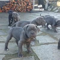 Cuccioli cane corso