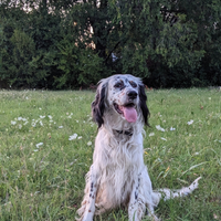 Setter tricolore da campagnia