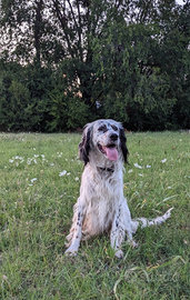 Setter tricolore da campagnia