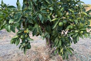 terreno con 500 piante di tarocco e casetta