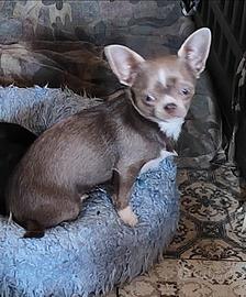 Chihuahua peloso corto nero femmina lliilac