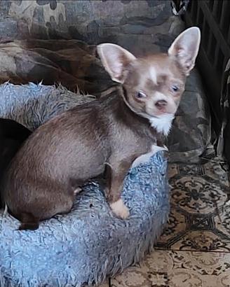 Chihuahua peloso corto nero femmina lliilac