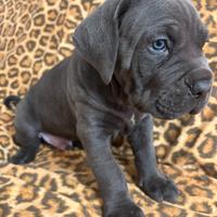 Cuccioli cane corso