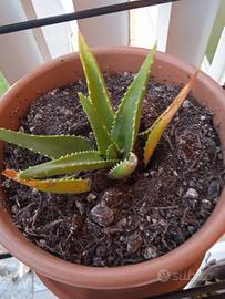 Piccola aloe, piantina