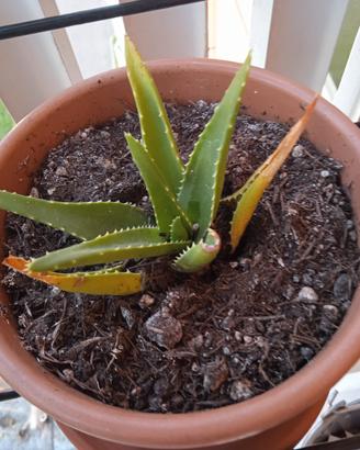 Piccola aloe, piantina