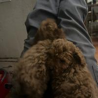 Barboncino micro toy