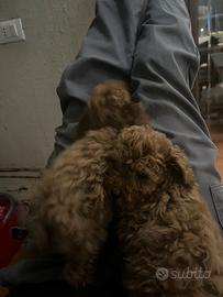 Barboncino micro toy