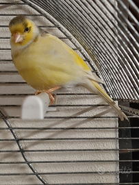 Canarino Maschio