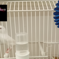 Canarini Bianco Recessivo