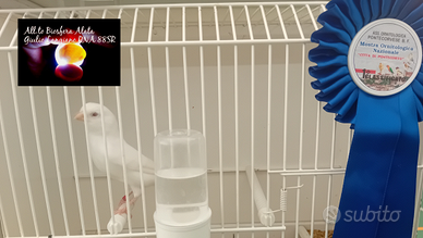 Canarini Bianco Recessivo