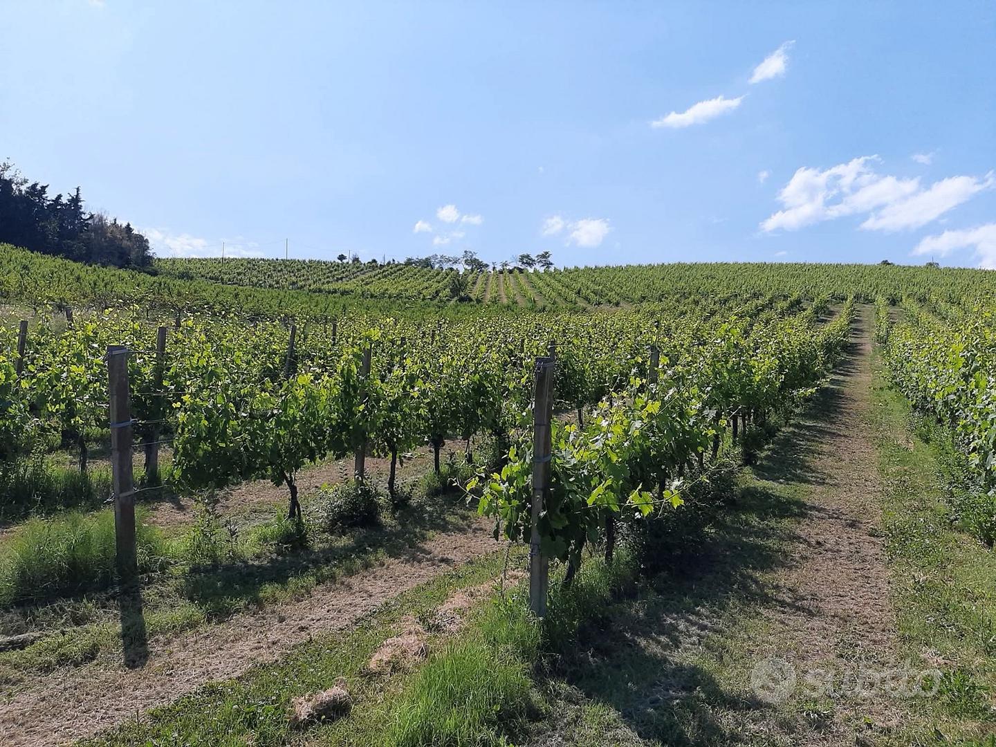 Terreno agricolo - Vista 4