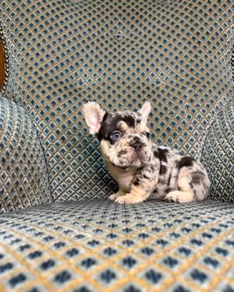 Bulldog francese ultimo maschietto
