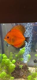 Pesce discus