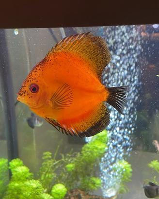Pesce discus
