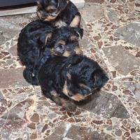 cucciolo di yorkshire 