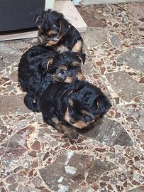 cucciolo di yorkshire 