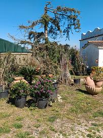 CEDRO PENDULO 3E 50 M  H  IN VASO