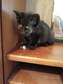Mystica gattina 2 mesi