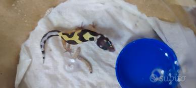 geco Leopardino 