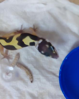 geco Leopardino 