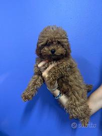 Cucciola di Barboncino Toy con Pedigree ENCI