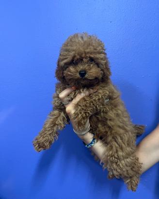 Cucciola di Barboncino Toy con Pedigree ENCI