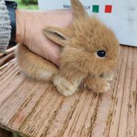 Conigli nani testa di leone