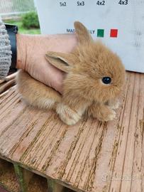 Conigli nani testa di leone