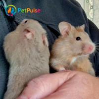 Criceto Dorato - Nuova cucciolata