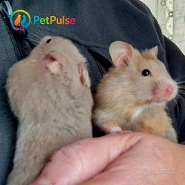 Criceto Dorato - Nuova cucciolata