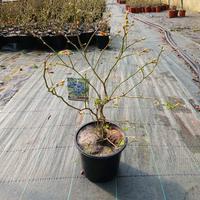 piante di mirtillo vaso 17