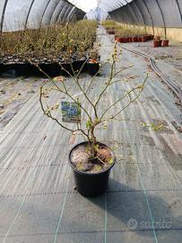 piante di mirtillo vaso 17