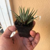 Haworthia fasciata pianta succulenta
