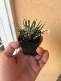 Haworthia fasciata pianta succulenta