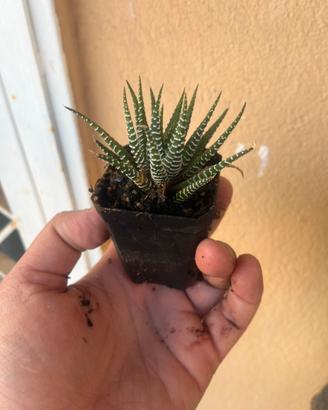Haworthia fasciata pianta succulenta