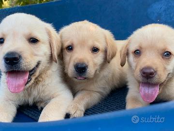 Labrador Retriever