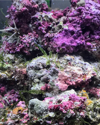 Acquario marino