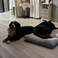 Bovaro del Bernese