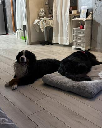 Bovaro del Bernese