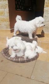 Maltese toy
