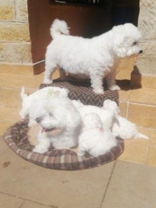 Maltese toy