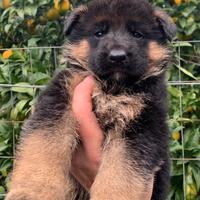 Cuccioli Pastore Tedesco