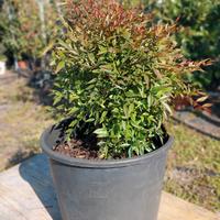 nandina domestica nana