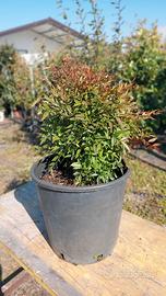 nandina domestica nana