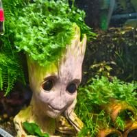 Muschio Pellia / Subwassertang per acquario 