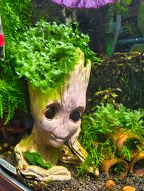 Muschio Pellia / Subwassertang per acquario 